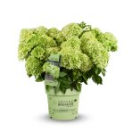 Hortenzia metlinatá (Hydrangea paniculata) ´GROUNDBREAKER® GREENY´ by LIVING CREATIONS®´ - výška 20-30 cm, kont. C1,5L